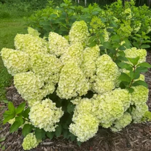 skaraina hortenzija hydrangea paniculata gardenlight lemonlight