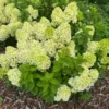 skaraina hortenzija hydrangea paniculata gardenlight lemonlight