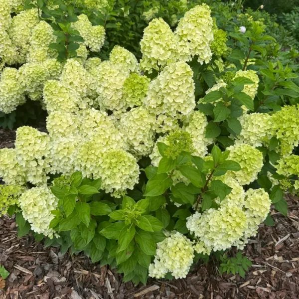 skaraina hortenzija hydrangea paniculata gardenlight lemonlight