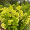 skaraina hortenzija hydrangea paniculata gardenlight lemonlight
