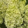 skaraina hortenzija hydrangea paniculata gardenlight lemonlight