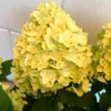 skaraina hortenzija hydrangea paniculata gardenlight lemonlight