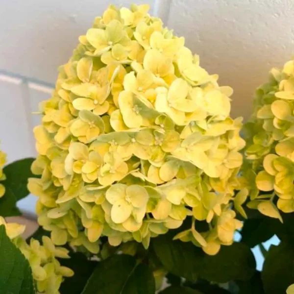 skaraina hortenzija hydrangea paniculata gardenlight lemonlight