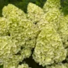 skaraina hortenzija hydrangea paniculata gardenlight lemonlight