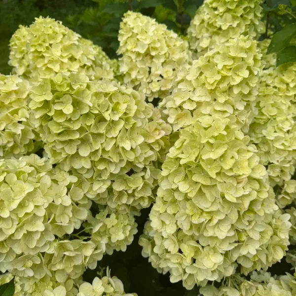 skaraina hortenzija hydrangea paniculata gardenlight lemonlight