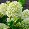 skaraina hortenzija hydrangea paniculata gardenlight lemonlight