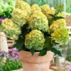 skaraina hortenzija hydrangea paniculata gardenlight lemonlight