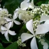 skaraina hortenzija hydrangea paniculata great star
