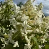 skaraina hortenzija hydrangea paniculata great star