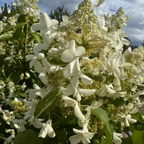 skaraina hortenzija hydrangea paniculata great star