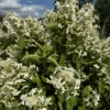 skaraina hortenzija hydrangea paniculata great star