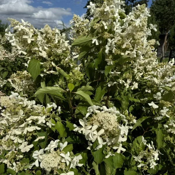 skaraina hortenzija hydrangea paniculata great star