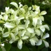skaraina hortenzija hydrangea paniculata great star