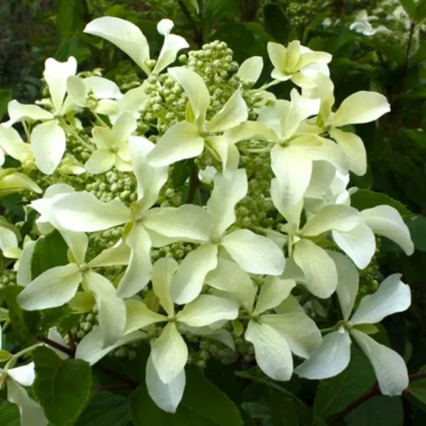 skaraina hortenzija hydrangea paniculata great star