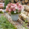 skaraina hortenzija hydrangea paniculata groundbreaker blush
