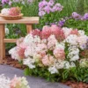 skaraina hortenzija hydrangea paniculata groundbreaker blush