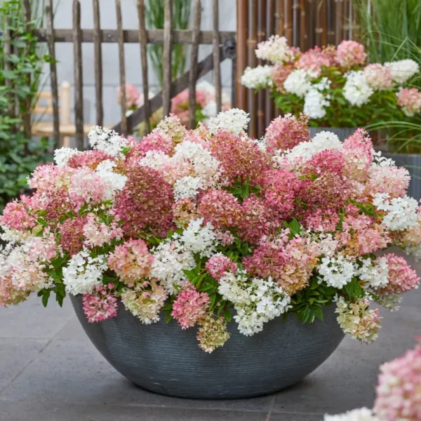 skaraina hortenzija hydrangea paniculata groundbreaker blush