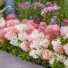 skaraina hortenzija hydrangea paniculata groundbreaker blush