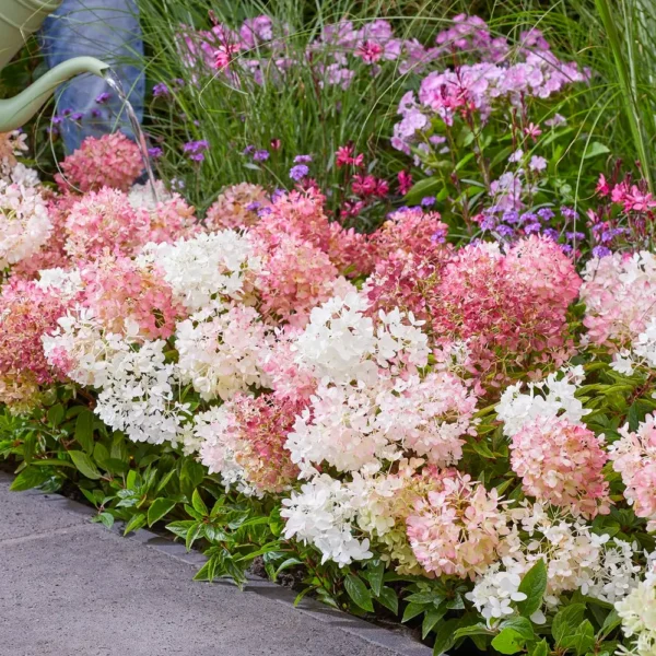 skaraina hortenzija hydrangea paniculata groundbreaker blush