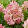 skaraina hortenzija hydrangea paniculata groundbreaker blush