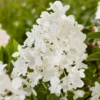 skaraina hortenzija hydrangea paniculata groundbreaker blush