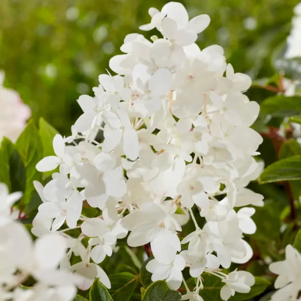 skaraina hortenzija hydrangea paniculata groundbreaker blush