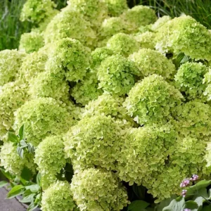 skaraina hortenzija hydrangea paniculata groundbreaker greeny lcno24