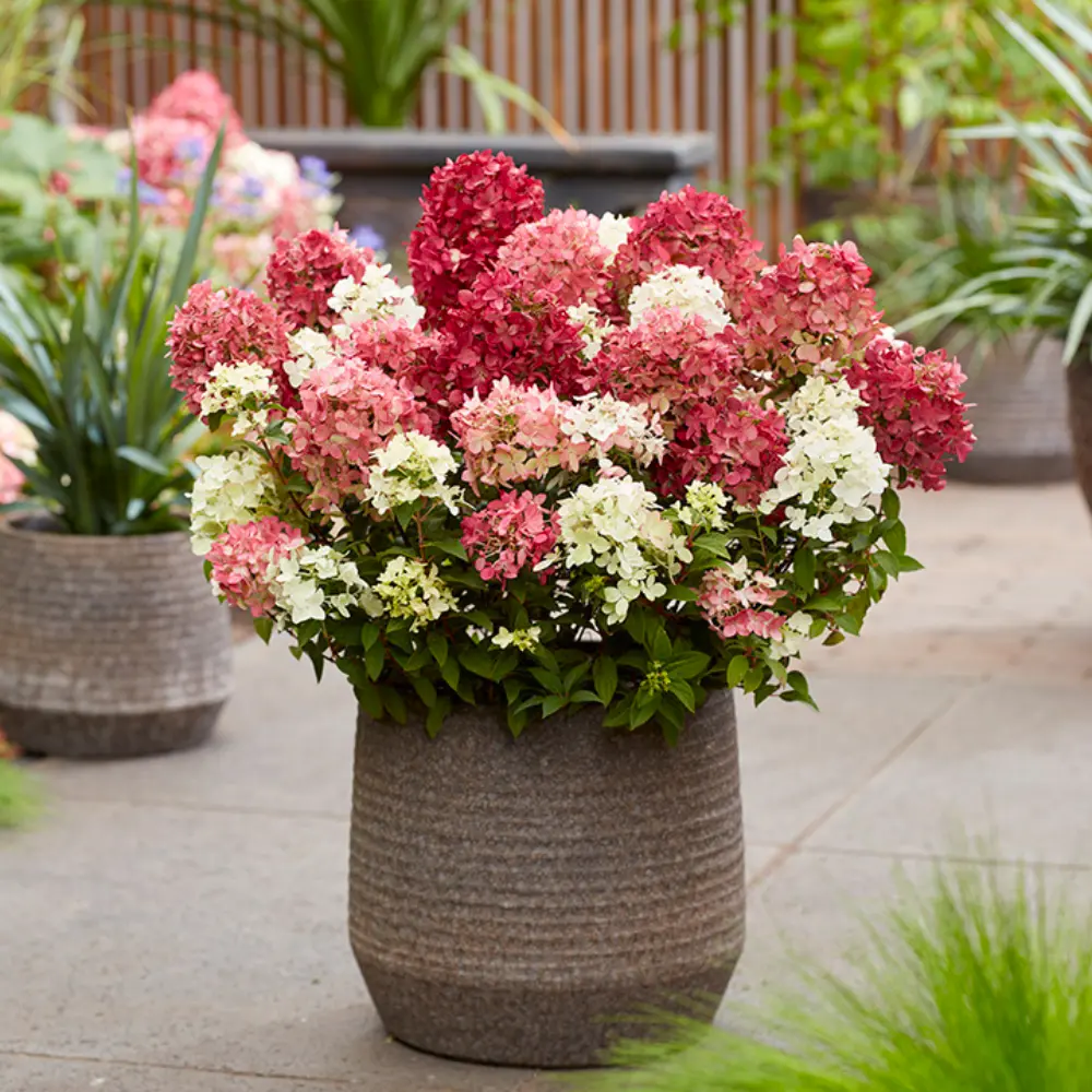 Ruby Panicky Groundbreaker Ruby | Skarainā hortenzija Hydrangea paniculata ...