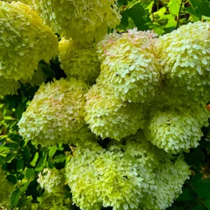 skaraina hortenzija hydrangea paniculata limelight