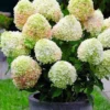 skaraina hortenzija hydrangea paniculata little fresco