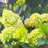 skaraina hortenzija hydrangea paniculata little fresco