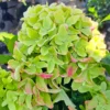 skaraina hortenzija hydrangea paniculata little fresco