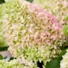 skaraina hortenzija hydrangea paniculata little fresco