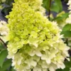 skaraina hortenzija hydrangea paniculata little fresco