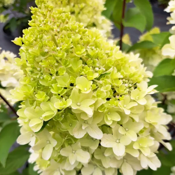 skaraina hortenzija hydrangea paniculata little fresco