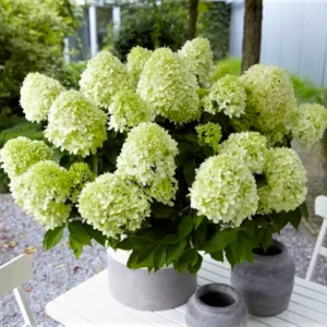 skaraina-hortenzija-hydrangea-paniculata-little-spooky-1 skaraina hortenzija hydrangea paniculata little spooky