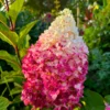 skaraina hortenzija hydrangea paniculata living colourful coctail