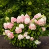 skaraina hortenzija hydrangea paniculata living colourful coctail