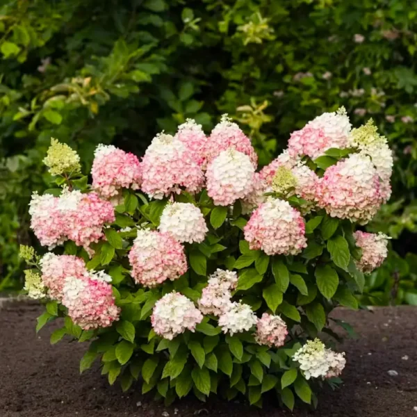 skaraina hortenzija hydrangea paniculata living colourful coctail