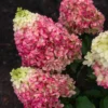skaraina hortenzija hydrangea paniculata living colourful coctail