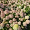 skaraina-hortenzija-hydrangea-paniculata-living-cotton-cream-1 skaraina hortenzija hydrangea paniculata living cotton cream