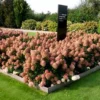 skaraina-hortenzija-hydrangea-paniculata-living-cotton-cream-2 skaraina hortenzija hydrangea paniculata living cotton cream
