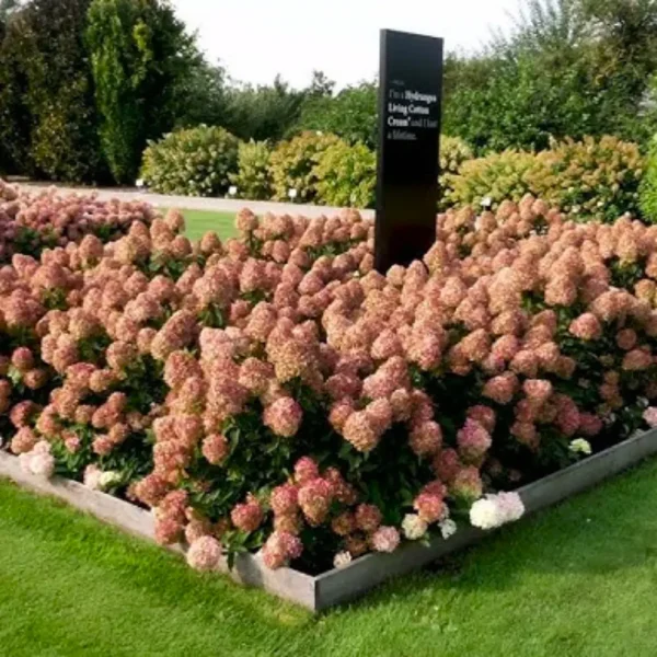 skaraina-hortenzija-hydrangea-paniculata-living-cotton-cream-2 skaraina hortenzija hydrangea paniculata living cotton cream