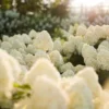 skaraina-hortenzija-hydrangea-paniculata-living-cotton-cream-3 skaraina hortenzija hydrangea paniculata living cotton cream