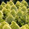 skaraina-hortenzija-hydrangea-paniculata-living-cotton-cream-4 skaraina hortenzija hydrangea paniculata living cotton cream