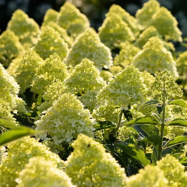skaraina-hortenzija-hydrangea-paniculata-living-cotton-cream-4 skaraina hortenzija hydrangea paniculata living cotton cream