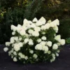 skaraina-hortenzija-hydrangea-paniculata-living-cotton-cream-5 skaraina hortenzija hydrangea paniculata living cotton cream