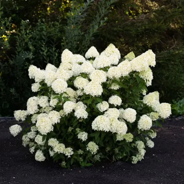 skaraina-hortenzija-hydrangea-paniculata-living-cotton-cream-5 skaraina hortenzija hydrangea paniculata living cotton cream