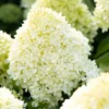 skaraina-hortenzija-hydrangea-paniculata-living-cotton-cream-6 skaraina hortenzija hydrangea paniculata living cotton cream