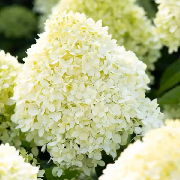 skaraina-hortenzija-hydrangea-paniculata-living-cotton-cream-6 skaraina hortenzija hydrangea paniculata living cotton cream